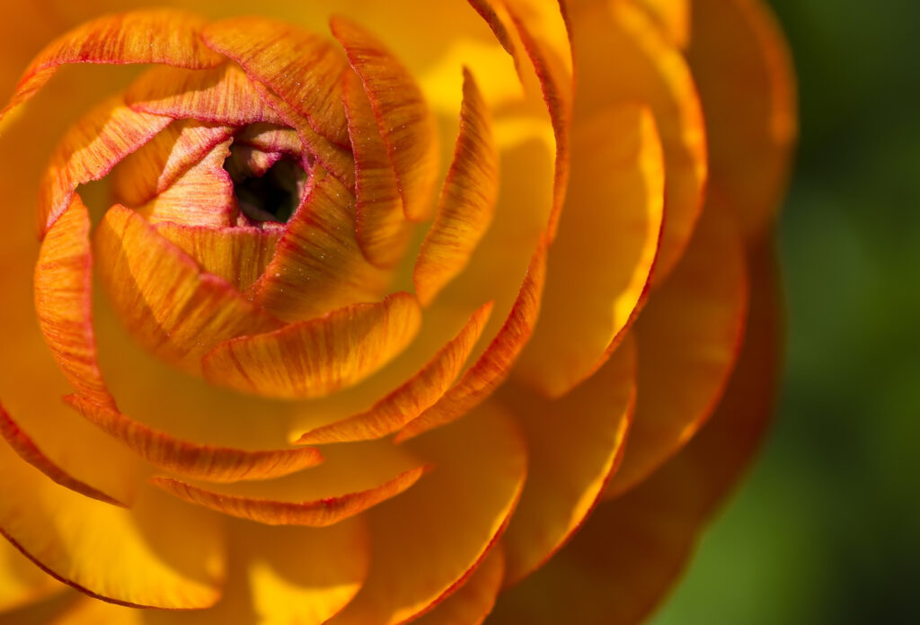 Ranunculus