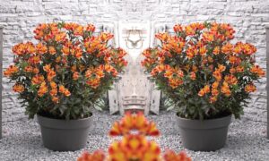 Alstromeria ( Peruvian Lily ) Patio Plant