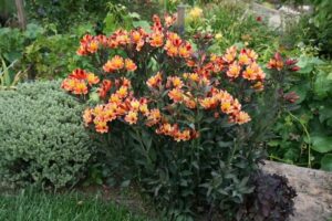 Alstromeria ( Peruvian Lily ) garden plant