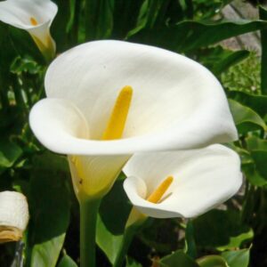 Calla Lily Zantedeschia Aethiopica