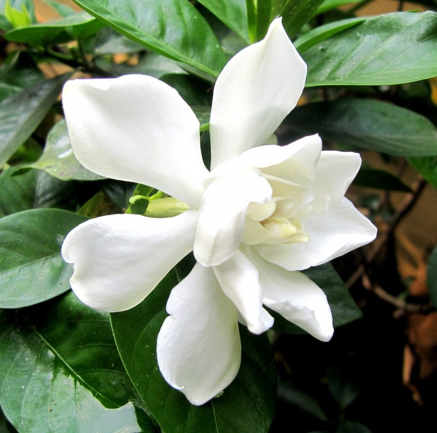 Gardenia One Of The Most Beautiful Wedding Flowers