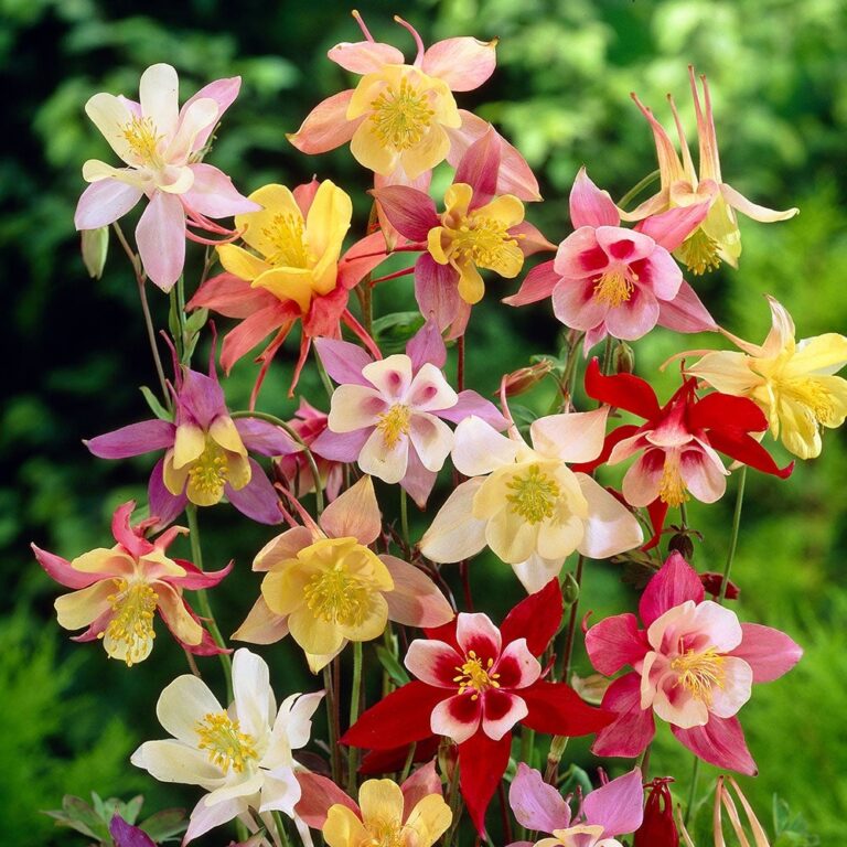 Columbine Flower The Symbol Wisdom and Intellect
