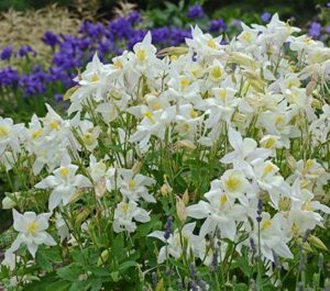 Columbine Flower Farm