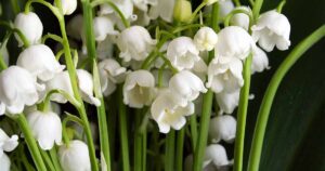 Lily Of The Valey