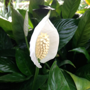 Peace Lily