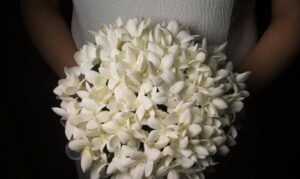 Stephanotis Flower