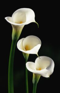White Calla Lilies - Calla Lily Colors