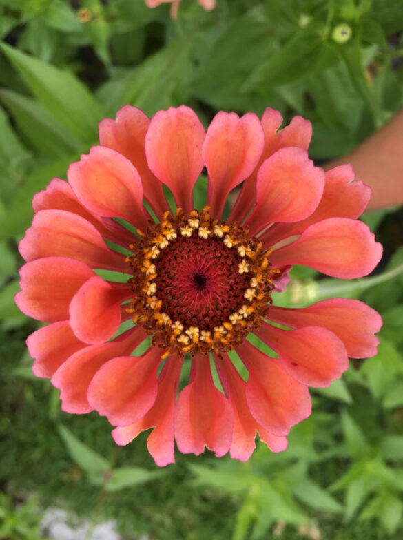 Osteospermum Coral Flower