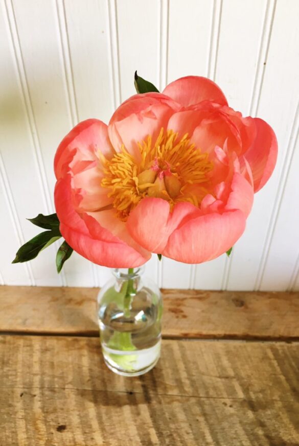 Coral Flowers DIY Home Centerpiece